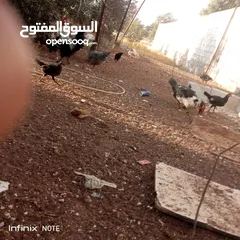  1 مطلوب اسطول