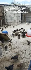  5 صوص جاج بلدي
