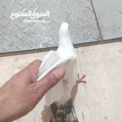  2 حمام بلدي شغال وصحه قويه شغل تربايه ومشروع زغاليل