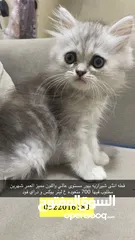  1 قطط شيرازيه إناث
