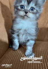  17 قــطــط لــلــبــيــع