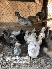  6 الدجاج السلطاني
