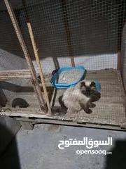  30 قفص مستعمل يدوي متر ونصف في 80 سم.................................................................
