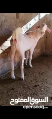  1 جدي شامي ابيض ابرص توب ثني حبتين على كل جال وثلث معزا مراح توب التوب مقنوي