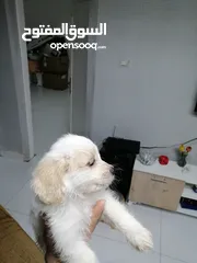  8 انثى فرنش تيرير عمر شهرين   puppy 2-months female - French Terrier