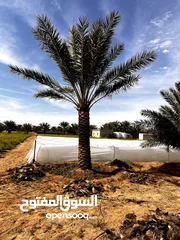  16 Date Palm Trees