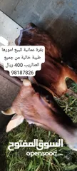  3 ابقار للبيع