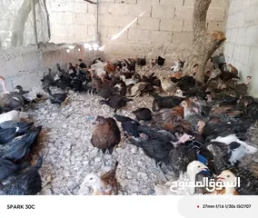  7 فراخ بلدي ومشكل