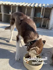  2 كلب هاسكي سيبيري بيور