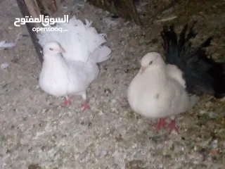  16 جوز حمام يمامه للبيع صحه ونضافه وشغال