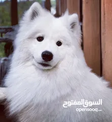  1 كلب سامويد  - Samoyed dog