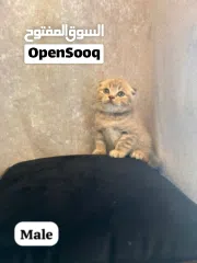  3 Scottishfold