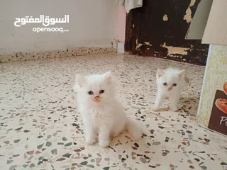  7 كتن للبيع مكس بلصلاه ع النبي جاهزات لبيتهم الجديد متعودات ع الدراي فود واللتر بوكس والبيع لغيرالتجار