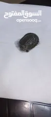  1 سلحفتين برمائيات للبيع