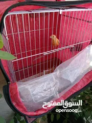  4 جوز كنار للبيع صوت العندليب ولا أجمل من هيك  بسعر مغري الله يبارك لصاحب النصيب