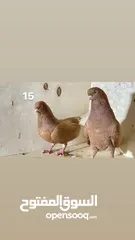  9 حمام نظيف شغال سعر مناسب لكل جوز_____