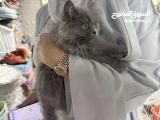  3 3 month old Persian trained kitten