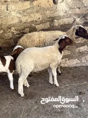  13 3 انعاج البيع