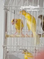  8 أربع حبات بناديك جنوبي عمر ثلاث شهور للتواصل زرقاء جبل طارق