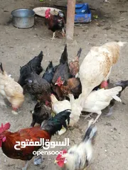  3 للبيع ديكه و حمام وبيض عماني