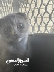  2 Scottish shorthair gray