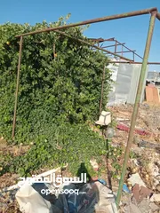  2 دالية دوالي للبيع بسعر 60 دينارر عمرها ما يقارب 12 سنه او اكثر موجوده في اربد حواره طريق الرمثا