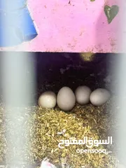  3 زوج غندور مزاويج