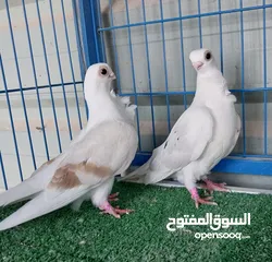  4 جوز مخاليف بولش نخب