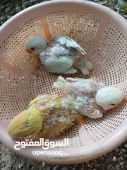  3 فروخ روز طالعه من ساس اوبلاين