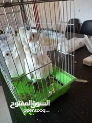  2 جوز حمام ملوكي للبيع