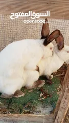  1 جوز ارانب كلفورني شغالات
