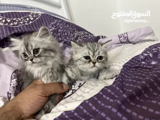  4 كتن للبيع بسعر مغري