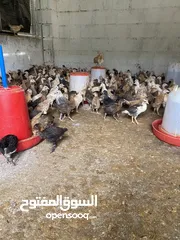  2 للبيع دجاج محلي عماني العدد مفتوح