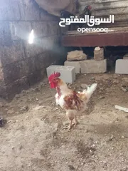  5 ثلاث ديوك بلدي