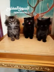  1 Britch/Scottch cat.. 2 months old