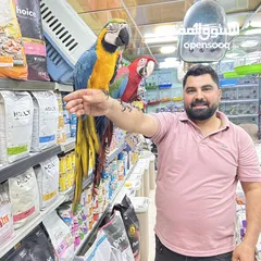  16 كاسكو مكاو كوكاتو امزون