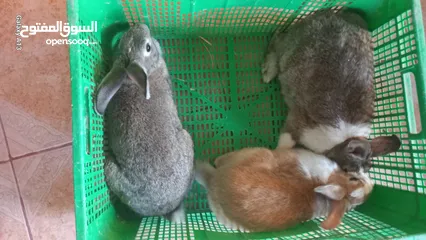  2 ارنبتين وذكر وحده معشره جديد والثانيه على وشك الميلاد