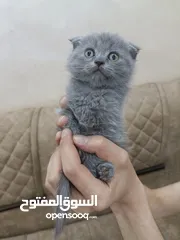  3 قطط سكوتش فولد العمر 55 يوم شورت هير