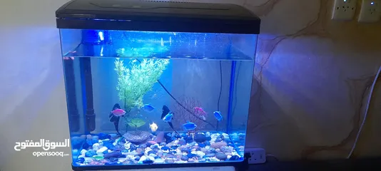  1 Fish Aquarium full Set