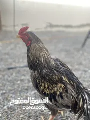  1 ديك سندي للبيع او للبدل بطير آخر