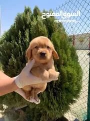  2 جولدن ريتريفر Golden retriever