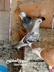  9 حمام للبيع