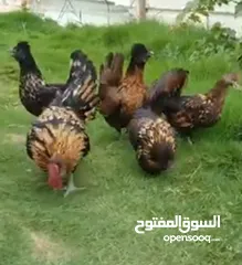  2 دجاج حباحب كويتي لقزم
