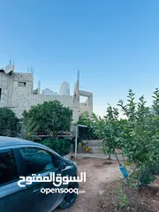  5 ابونعيم عمر
