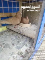  6 جواز حمام للبيع