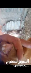  4 تيس كفاله هداد ولحم ماشاءالله تبارك وثنيه ثلاث حبات حليب ولحم