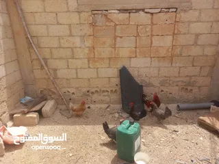  3 دجاج بلدي.