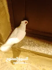  13 بولنديات نخب ولا غلطة