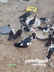  1 بط بلدي للبيع