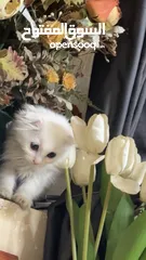  1 قط ابيض سكوتششش